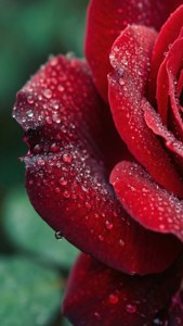 A red rose with water droplets on its petals against a green background. — iPhone Xs Wallpaper