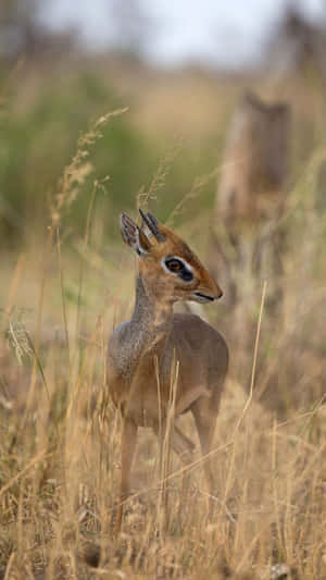 A small dik-dik gazelle stands in tall golden grasses in a natural savanna setting. — Deku Wallpaper
