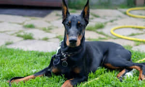 Doberman Pinscher preto e castanho descansando na grama verde ao ar livre. — Erva Papéis de Parede