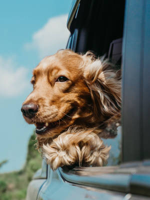 Golden retriever com cabeça para fora da janela do carro aproveitando a brisa em um dia ensolarado — Animal Papéis de Parede