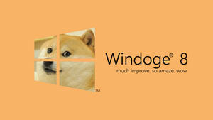 Windows 8 logo-parodie met een Shiba Inu-hond en de tekst 'Windoge 8'. — Meme Achtergronden