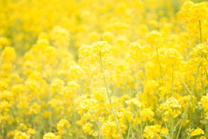 Vibrantes flores amarelas de colza em um campo ensolarado com fundo em foco suave. — Amarelo Papéis de Parede