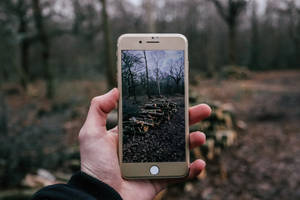 Hand holding phone showing forest path with stacked logs. — iPhone 8 Wallpaper