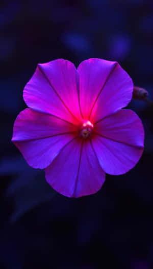 A glowing purple flower with pink center in dark blue night setting — Beauty Wallpaper