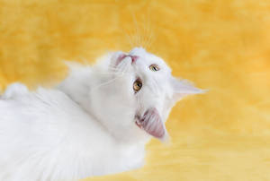 Um gato branco fofo olhando para cima com olhos âmbar em um fundo amarelo texturizado. — Animal Papéis de Parede