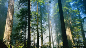 Towering redwood trees in a misty forest with sunlight filtering through the canopy. — Glory Wallpaper