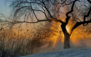 A bare tree stands in snowy field at sunrise with mist and reeds glowing gold. — Glory Wallpaper