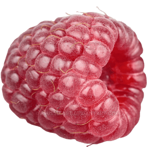 A single ripe red raspberry with glistening surface and fine hairs. — Fruit Wallpaper