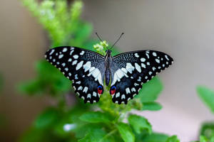 Full HD Vlinder Zwart Wit Open Vleugels — Wings Achtergronden