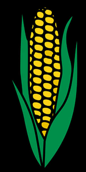 A bright yellow corn cob with green leaves on a black background. — Food PNG