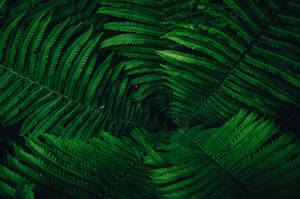 Close-up de folhas de samambaia verde sobrepostas em um ambiente de floresta. — Planta Papéis de Parede