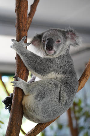 A koala clinging to a tree branch with one paw raised. — Koala Wallpaper