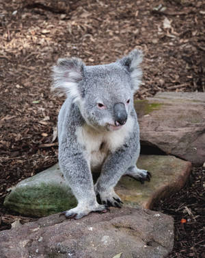 A gray koala sitting on rocks in a natural setting. — Koala Wallpaper