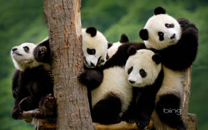 Quatre bébés pandas grimpant et se reposant sur un arbre dans une forêt. — Image Fonds d'écran