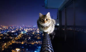 Gato atigrado esponjoso en barandilla de balcón con vista a ciudad brillante de noche — HD Fondos de pantalla