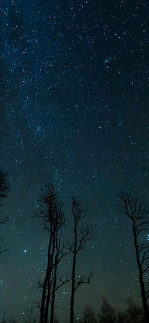 Bare trees silhouetted against a starry night sky. — iPhone 13 Mini Wallpaper