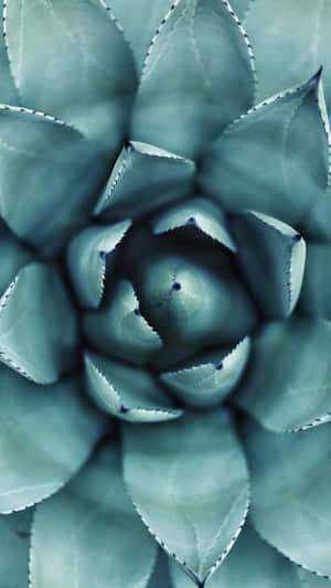 Teal succulent with serrated leaves in a geometric rosette pattern. — iPhone 7 Plus Wallpaper