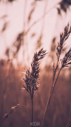 Golden grasses swaying in sunlight with blurred background — iPhone 7 Plus Wallpaper