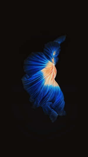 A glowing blue and orange betta fish with flowing fins against a black background. — iPhone 7 Plus Wallpaper