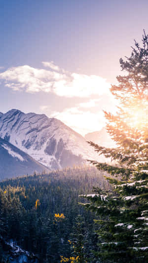 Snowy mountains bathed in golden sunrise light framed by pine trees. — iPhone 8 Plus Wallpaper