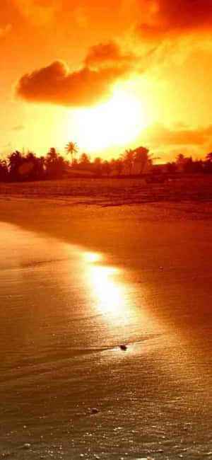 Sunset over tropical beach with palm trees and water reflection — iPhone 13 Mini Wallpaper