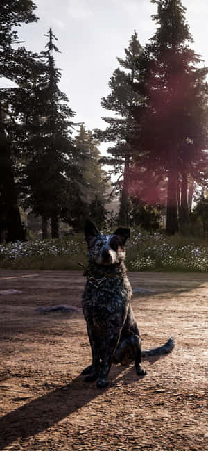 A blue heeler dog sitting on a dirt path in a forest at sunset. — Honor Magic Wallpaper