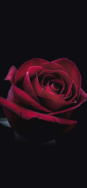 A single deep red rose with velvety petals against a black background. — iPhone 13 Mini Wallpaper
