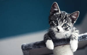 Een klein grijs-wit tabby katje met blauwe ogen dat over een krabpaal kijkt. — 16:10 Achtergronden