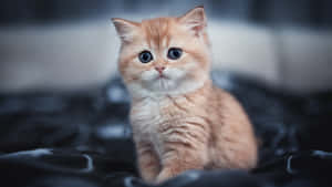 Ein flauschiges Ingwer-Kätzchen mit blauen Augen auf dunklem Satinstoff. — Cat Wallpaper