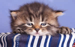 Flauschiges Tabby-Kätzchen mit blauen Augen ruht Pfoten auf gestreiftem Stoff. — Cat Wallpaper
