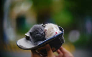 Zwei winzige schlafende Kätzchen in einem kleinen Schuh, gehalten von Händen. — Cat Wallpaper