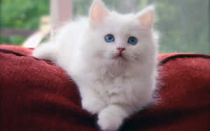 Flauschiges weißes Kätzchen mit blauen Augen auf einem roten Kissen am Fenster. — Cat Wallpaper