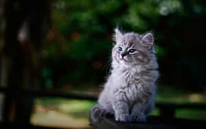 Ein flauschiges graues Kätzchen mit blauen Augen, das auf einer Holzoberfläche in einem Garten sitzt. — Cat Wallpaper