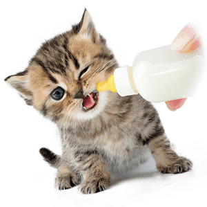 Ein kleines Tabby-Kätzchen, das Milch aus einer von einer menschlichen Hand gehaltenen Flasche trinkt. — Cat Wallpaper