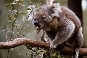 A koala eating leaves from a tree branch in a forest. — Koala Wallpaper