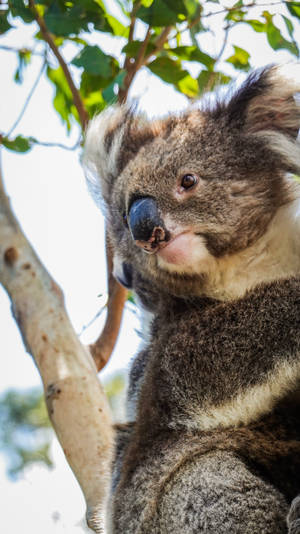 A koala clinging to a tree branch in a sunlit forest. — Koala Wallpaper