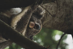A koala hanging from a tree branch in a forest with green foliage. — Koala Wallpaper