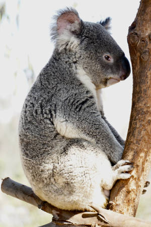 A gray koala with white chest gripping a tree trunk in daylight. — Koala Wallpaper