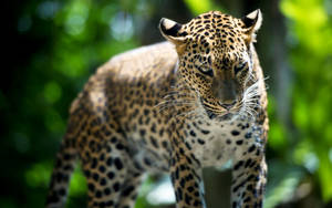Een luipaard in een weelderige groene jungle die recht in de camera kijkt. — Predator Achtergronden