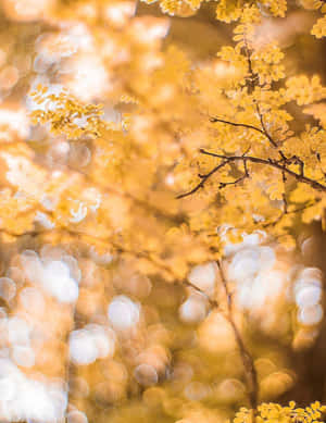 Folhas douradas de outono com fundo bokeh suave — Amarelo Papéis de Parede