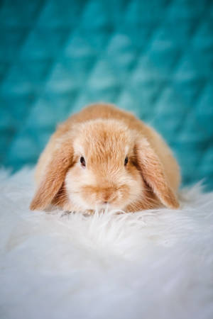 A fluffy brown rabbit with long ears resting on a white textured surface. — Rabbit Wallpaper