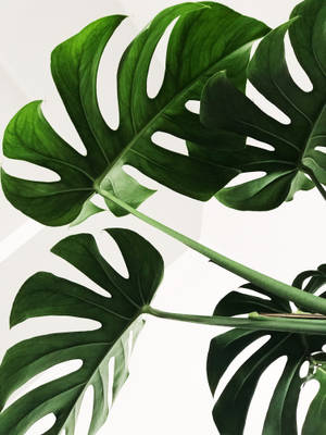 Levende grønne monstera-blade med naturlige spalter mod en hvid baggrund. — Gold Wallpapers