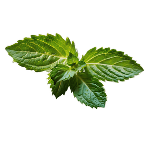 Un gros plan d'un brin de menthe fraîche aux feuilles dentelées sur un fond vert. — Linux Mint Fonds d'écran