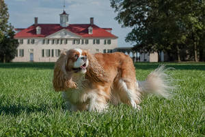 Cavalier King Charles Spaniel løber på en græsmark nær et historisk palæ. — Græs Wallpapers