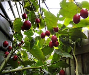 Baies rouges poussant sur une vigne feuillue contre une clôture en bois. — Image Fonds d'écran