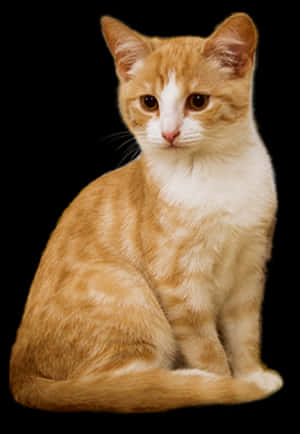 Een oranje en witte tabby kitten rechtop zittend met alerte ogen — Kat Achtergronden