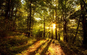 Sunlight filters through tall trees casting golden rays on a forest trail. — Glory Wallpaper