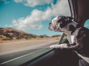 Cachorro preto e branco com patas no vidro do carro aproveitando viagem no deserto — Animal Papéis de Parede