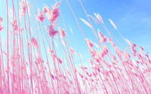 Capim-dos-pampas rosa balançando ao vento contra um céu azul claro. — Erva Papéis de Parede