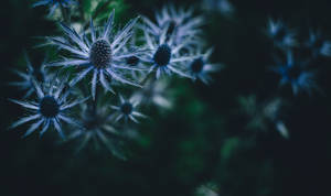 Flores azuis de cardo com espinhos afiados se destacam contra um fundo verde escuro. — Planta Papéis de Parede